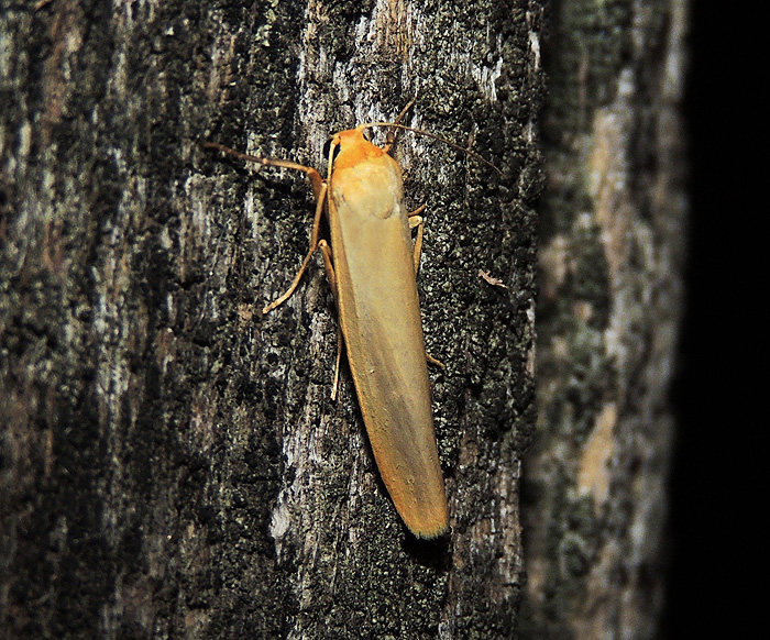 Eilema pygmaeola Erebidae